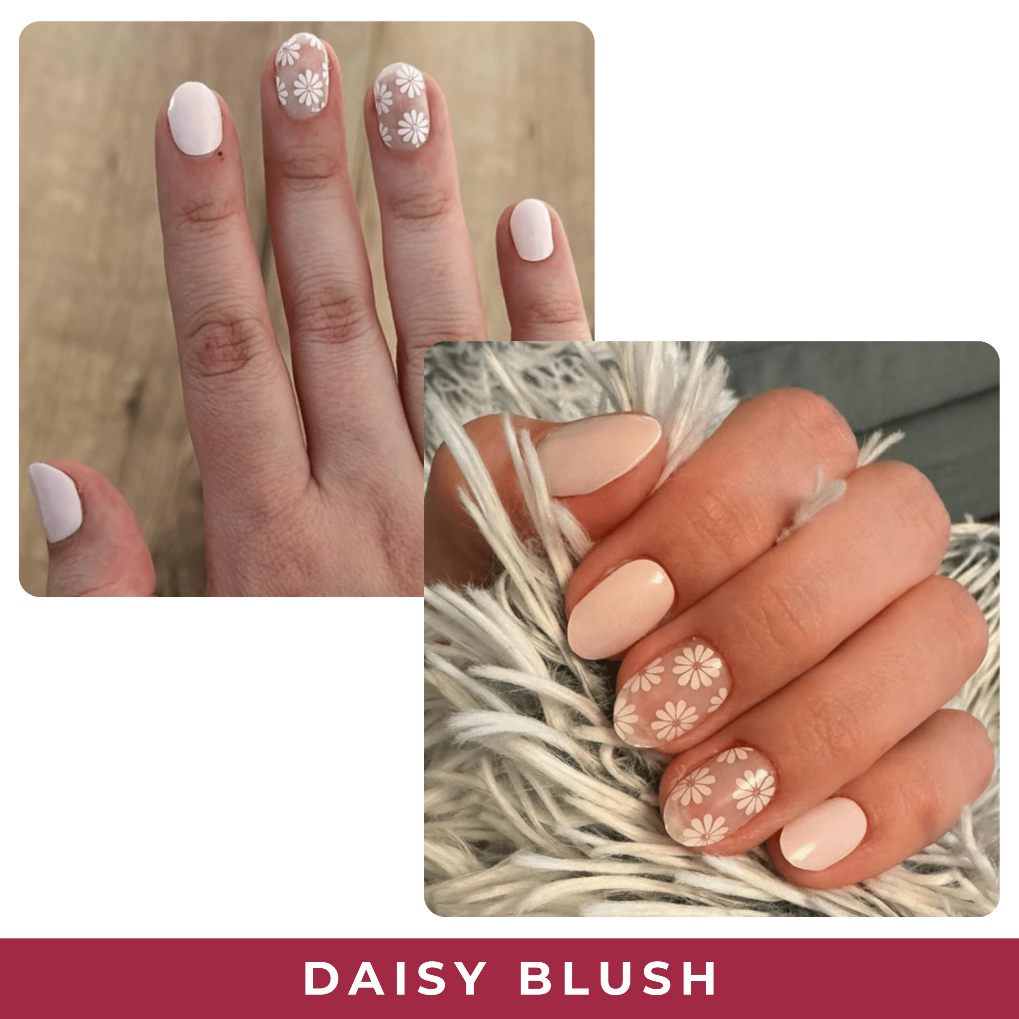Daisy Blush
