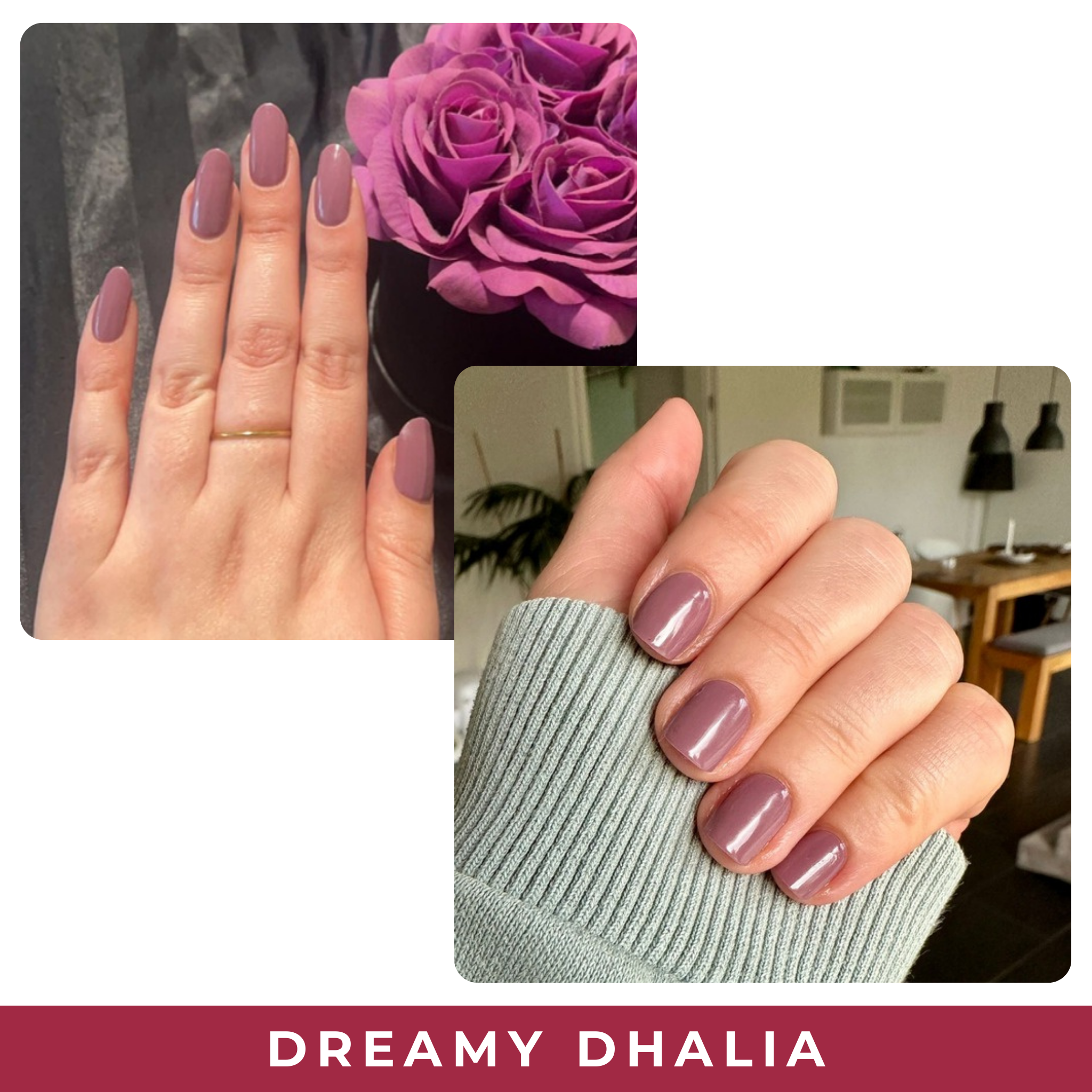 Dreamy Dhalia