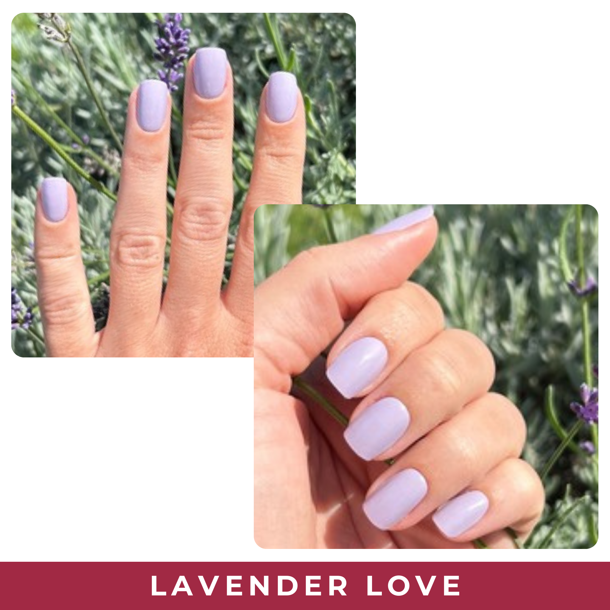Lavender Love