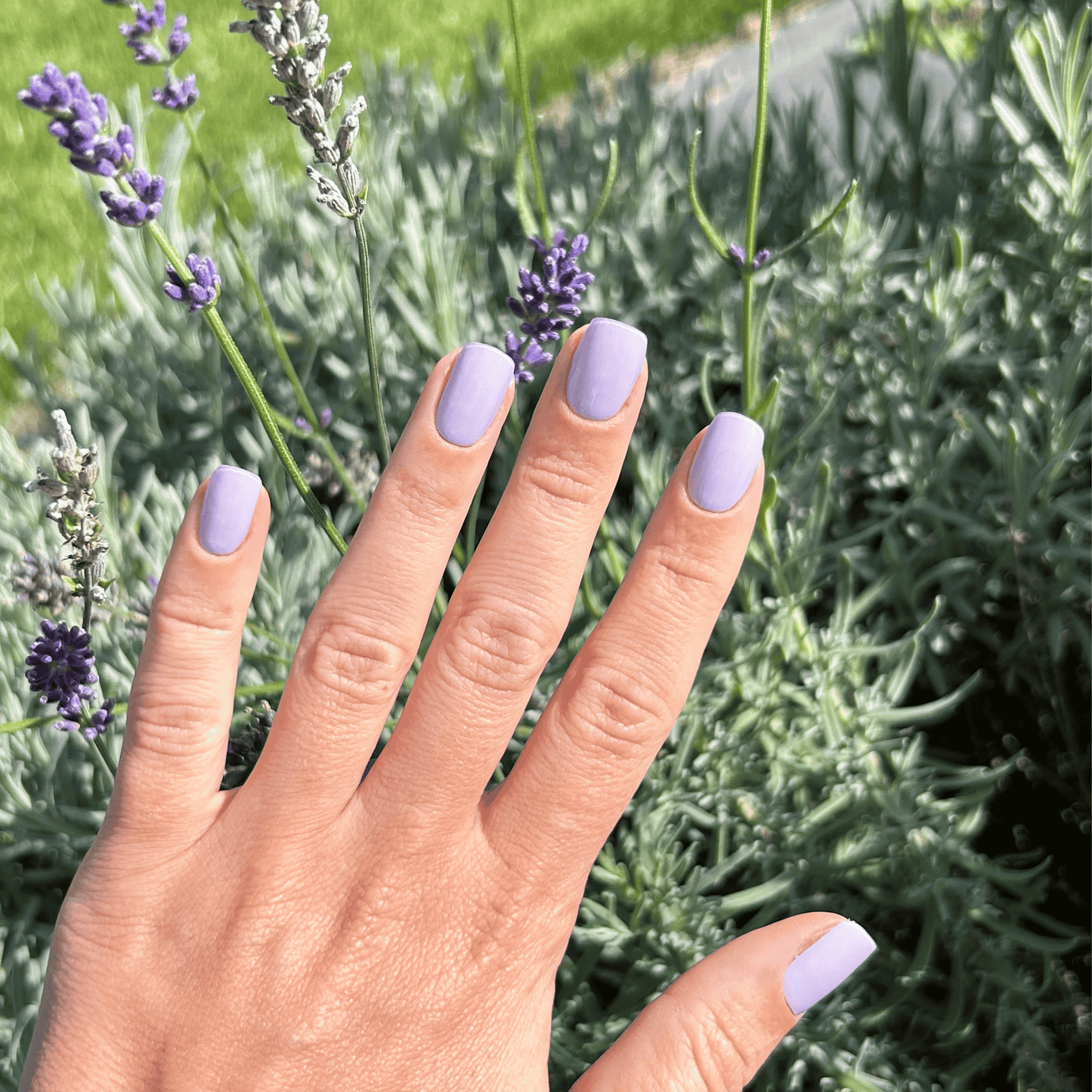 Lavender Love