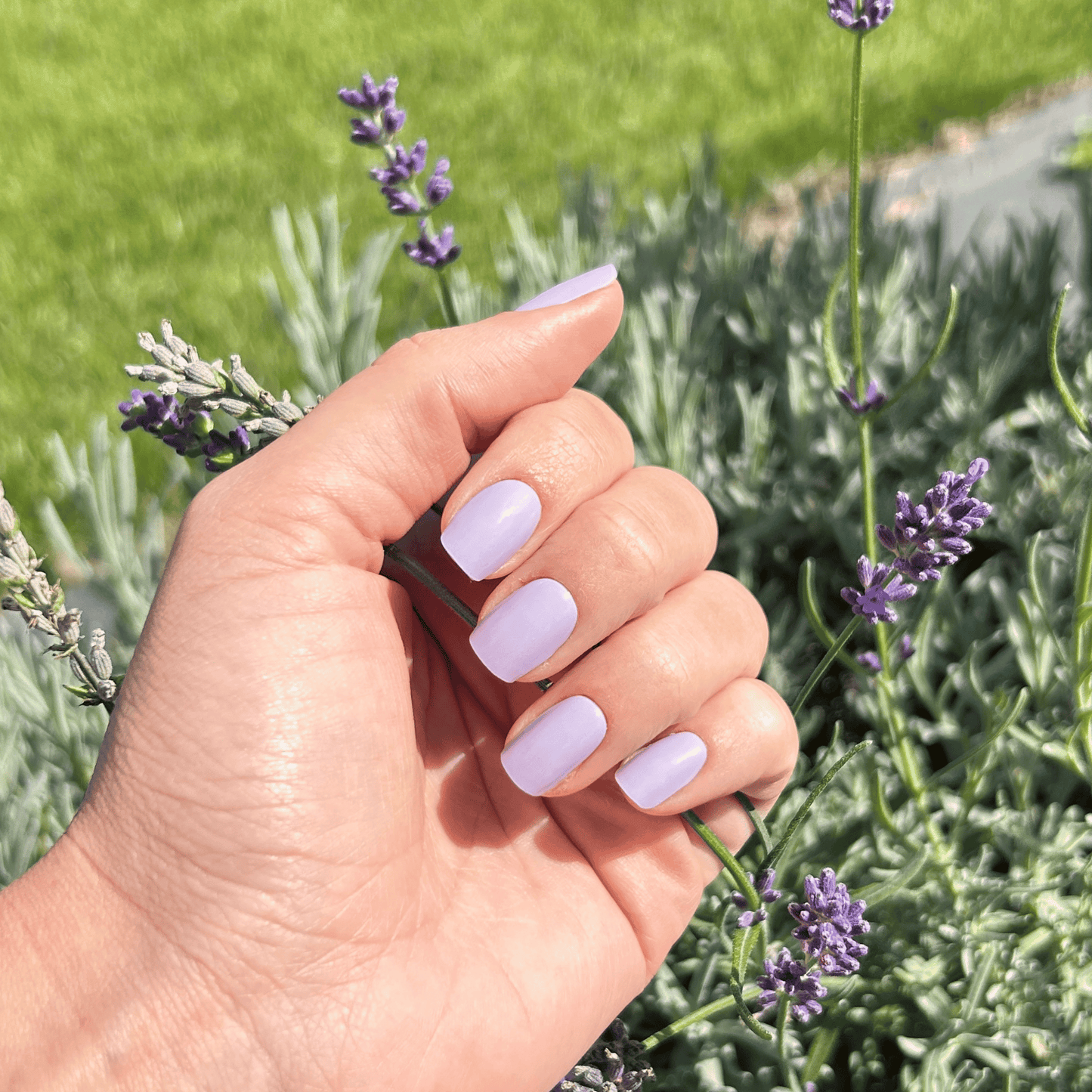 Lavender Love