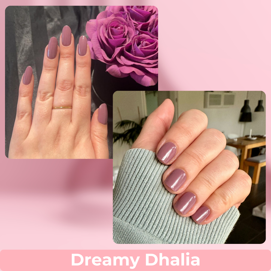 Dreamy Dhalia